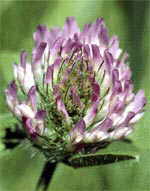  Red Clover can contribute to Cervical Dysplasia