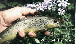 Cervical Dysplasia in trout