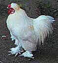 Cervical Dysplasia Chicken
